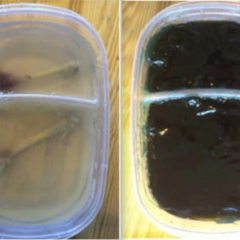 Introducing point-of-care ultrasound through competency-based simulation education using a fractured chicken bone model 2 Creative Commons images